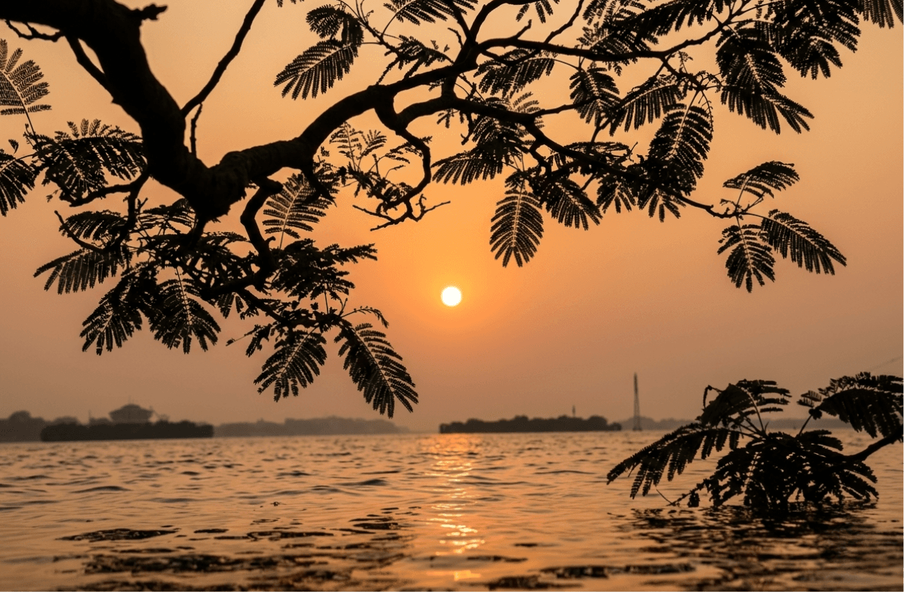 Kumbalangi Bioluminescence Experience 2
